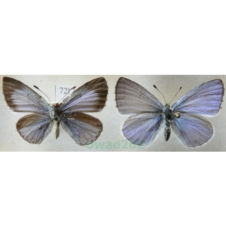 Celastrina argiolus (Linnaeus, 1758) pair Modraszek wieszczek Czech72l